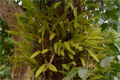 Liparis viridiflora